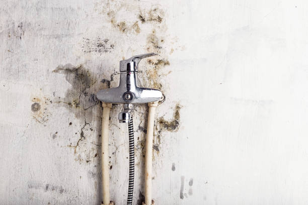 Best White Mold Remediation in Maybrook, NY