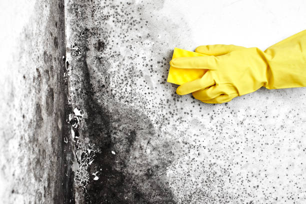 Best Industrial Mold Remediation in Maybrook, NY