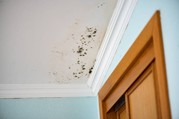 Best Industrial Mold Remediation in Maybrook, NY